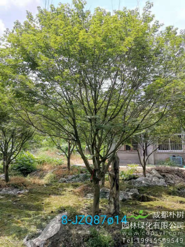 15公分精品鸡爪槭-高度4.5米-冠幅4米-价格5800元苗圃新货